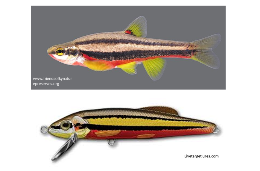 Chrosomus lure compared to the real thing.