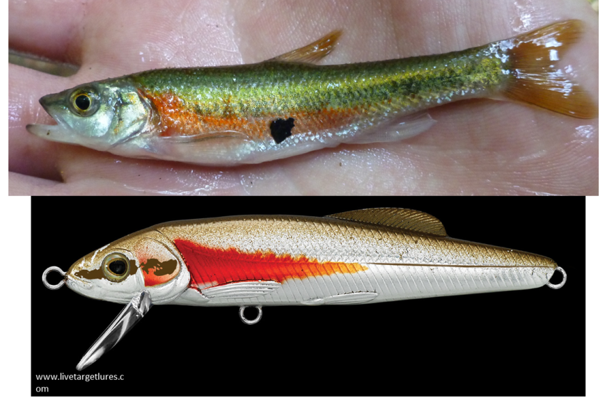 Clinostomus lure versus the real thing. 